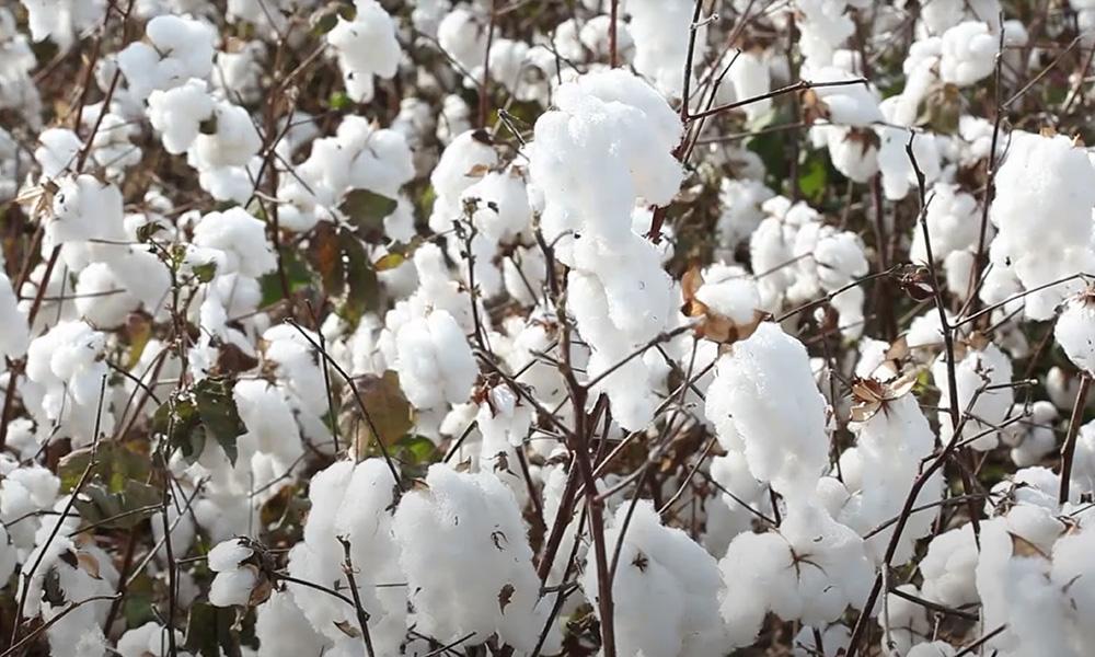 国信期货日评：金银震荡 关注明晨美联储决议